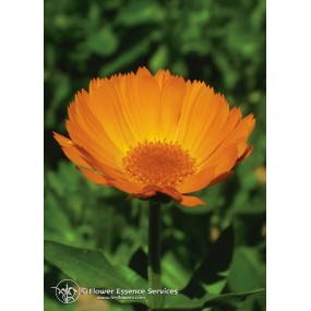 Californian Single Essence FES - Marigold (Calendula officinalis) 7.4 ml