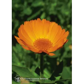 FES Californian Single...