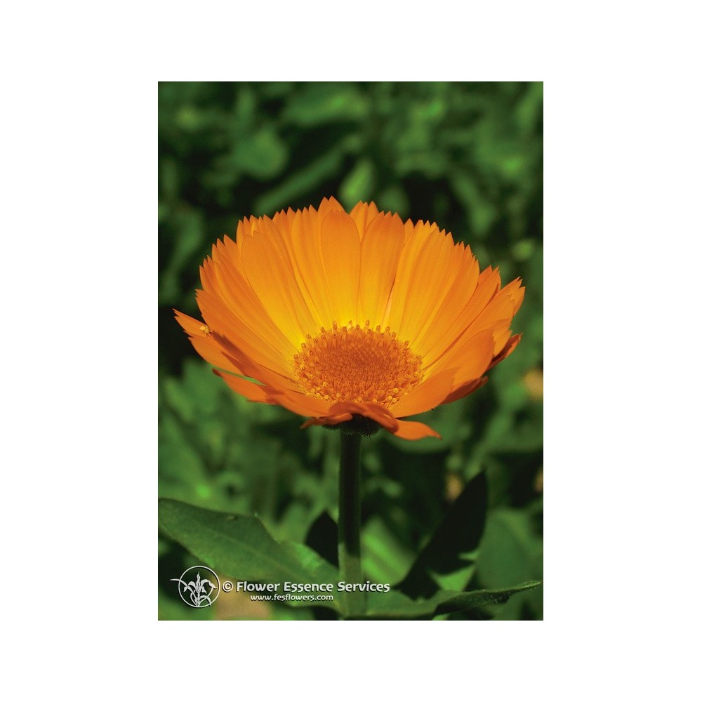 Californian Single Essence FES - Marigold (Calendula officinalis) 7.4 ml