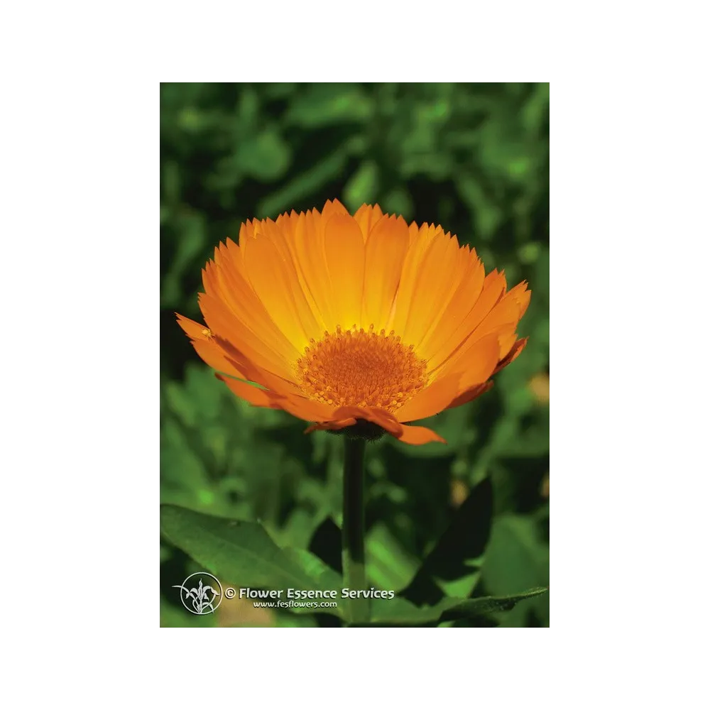 Californian single essence FES – Calendula