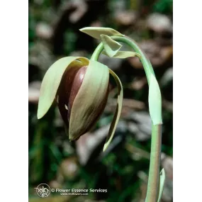 California Single Essence...