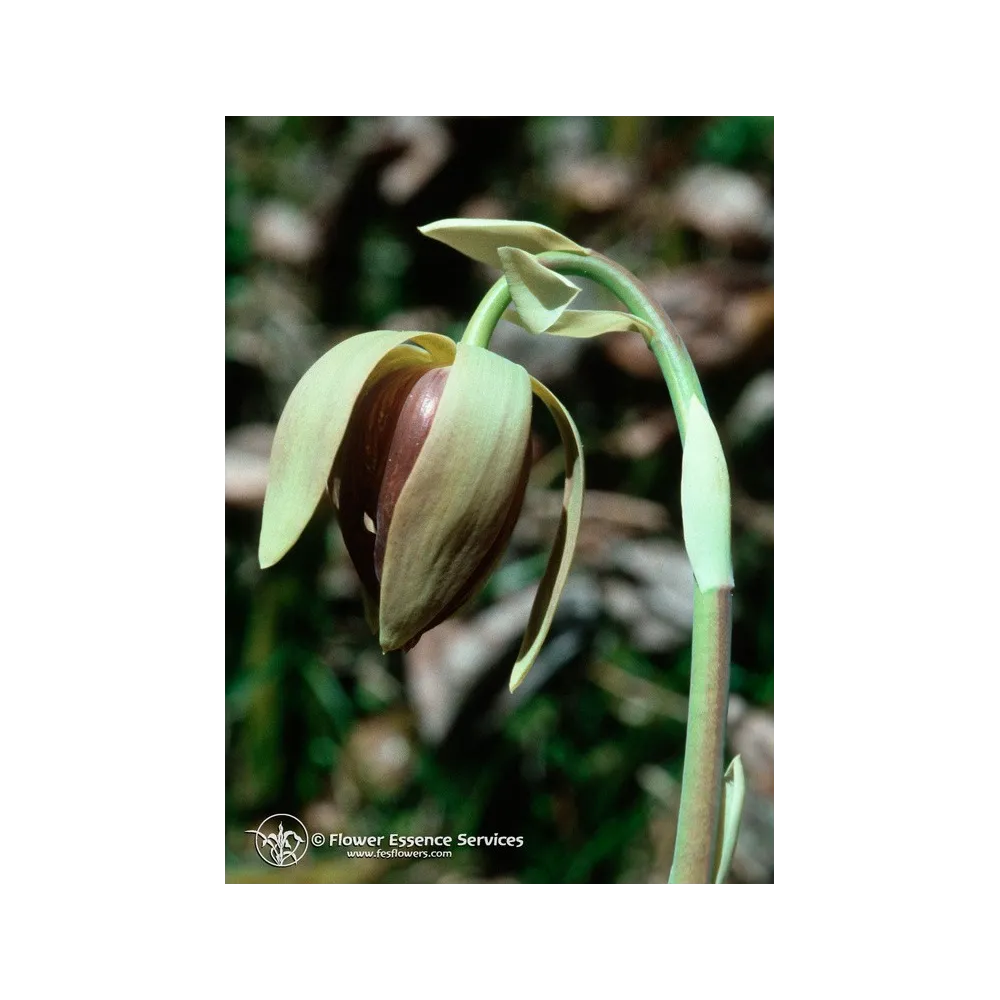 Essence unique californienne FES - Plante de Californie (Darlingtonia californica) 7,4 ml