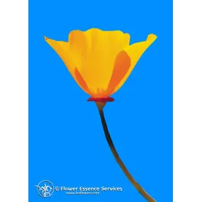 California Single Essence...