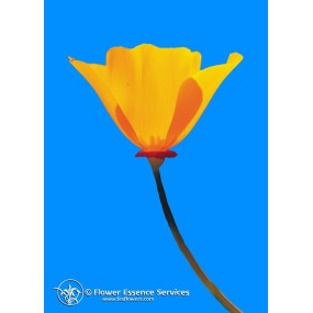 Californian Single Essence FES – Kalifornischer Mohn (Eschscholzia californica) 7,4 ml