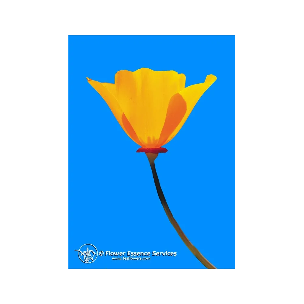 Single Californian Essence FES – California Poppy