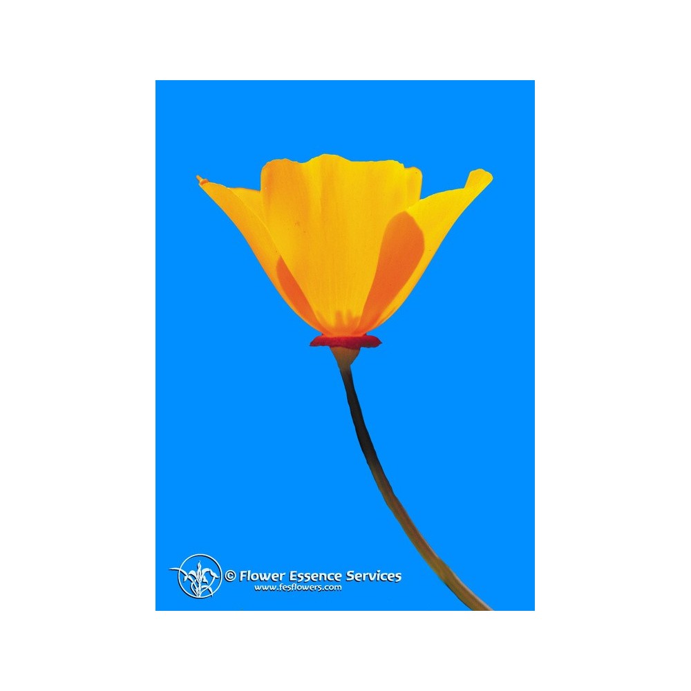 Californian Single Essence FES - California Poppy (Eschscholzia californica) 7.4 ml