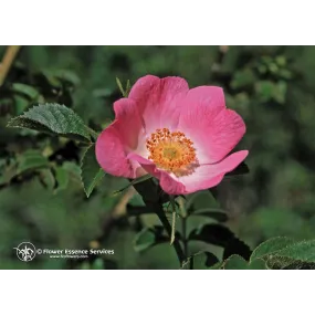 Esencia única de California...