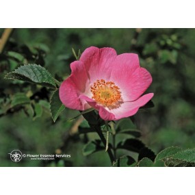 Essenza Singola Californiana FES - California Wild Rose (Rosa californica) 7,4 ml