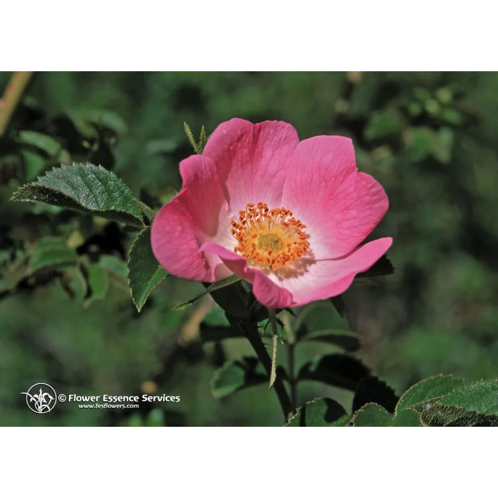 Californian Single Essence FES - California Wild Rose (Rosa californica) 7.4 ml