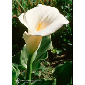 Essenza Singola Californiana FES - Calla Lily (Zantedeschia aethiopica) 7,4 ml