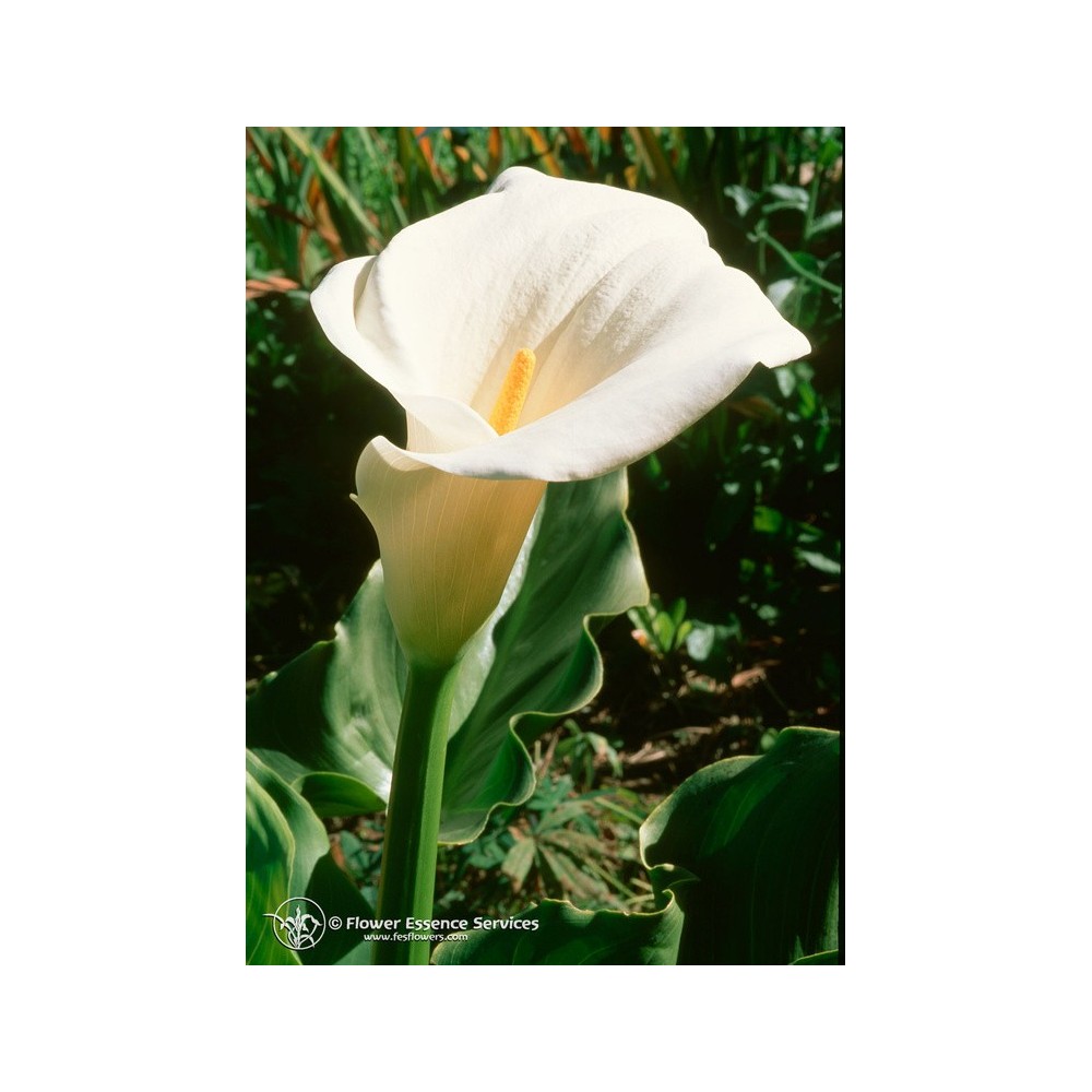 Essence unique californienne FES - Lys Calla (Zantedeschia aethiopica) 7,4 ml