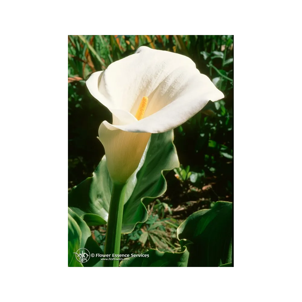 Essenza Singola Californiana FES - Calla Lily (Zantedeschia aethiopica) 7,4 ml