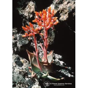 Esencia única de California...