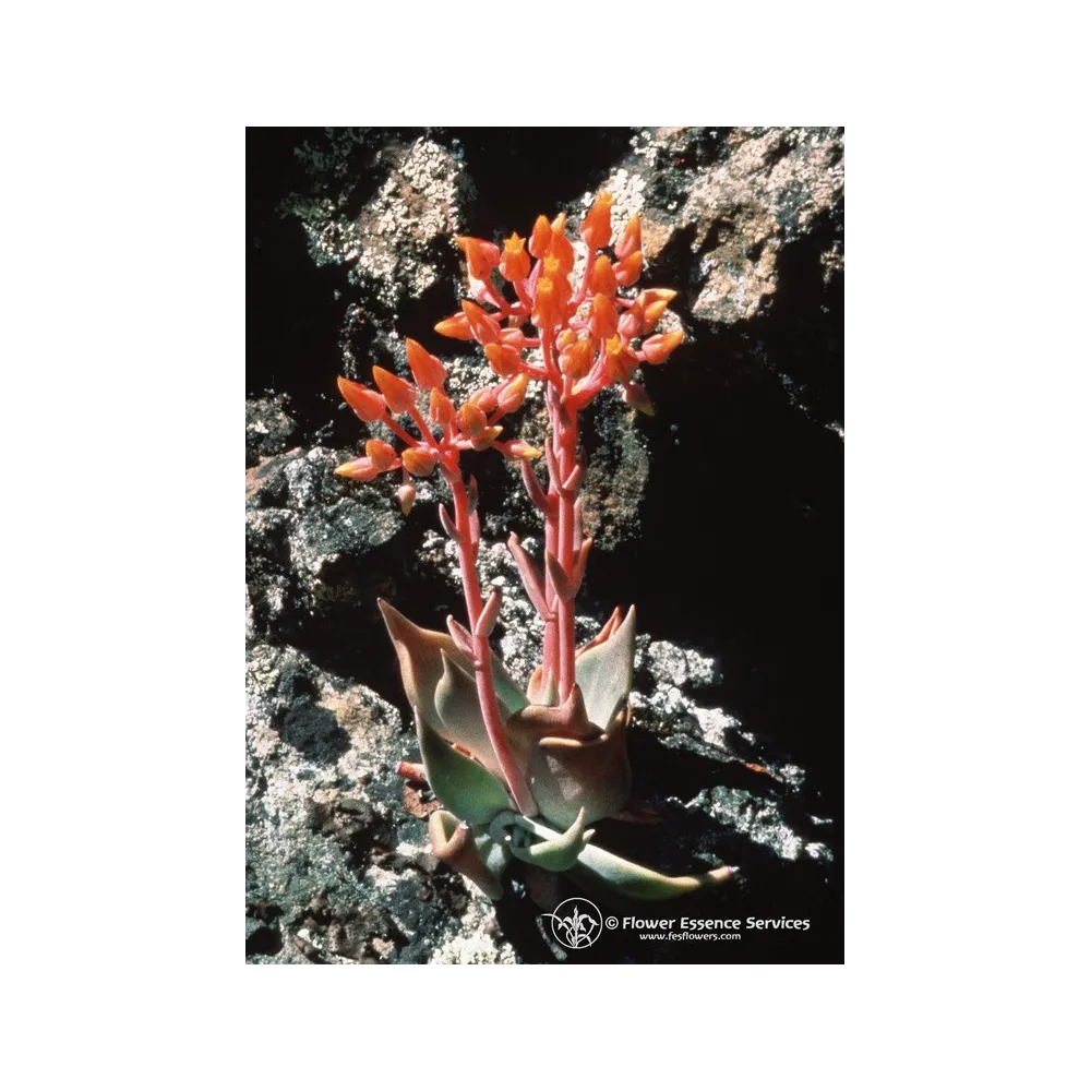 Single Californian Essence FES – Canyon Dudleya
