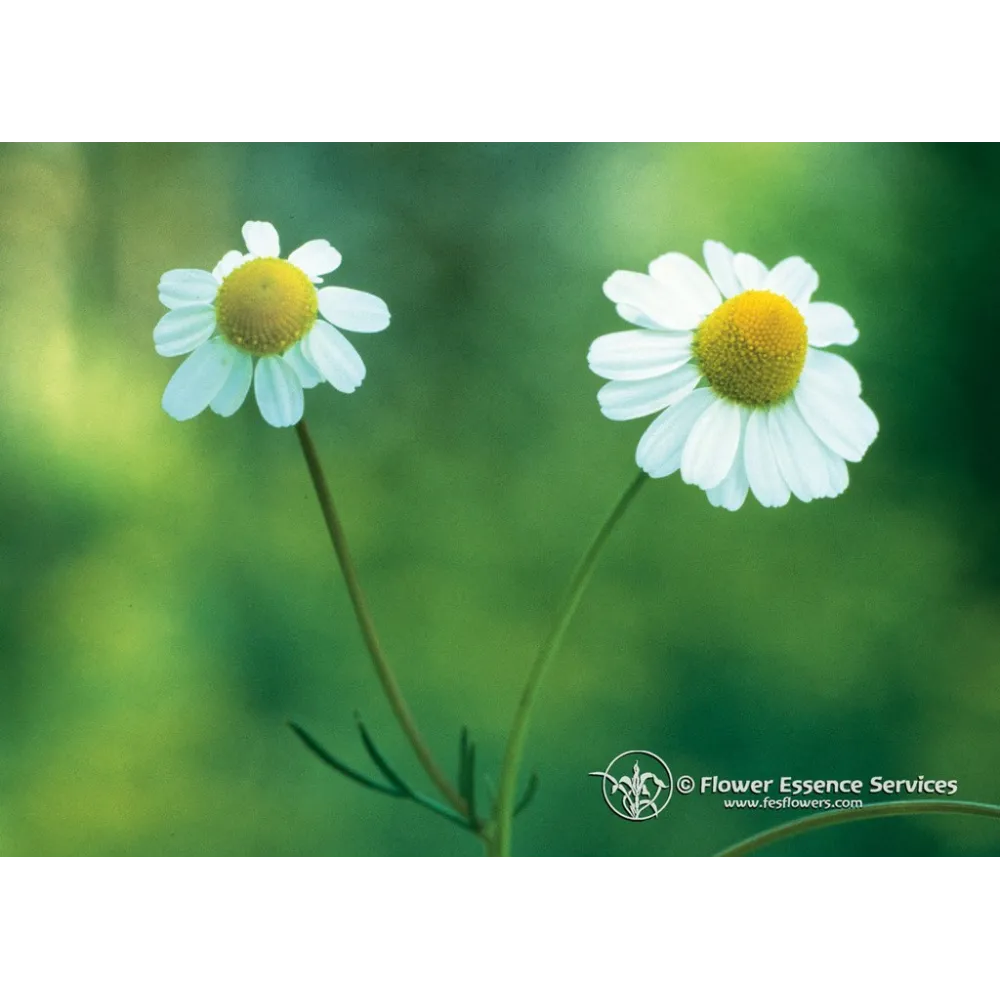 Esencia única californiana FES - Manzanilla (Matricaria recutita) 7,4 ml