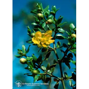 Esencia única de California...