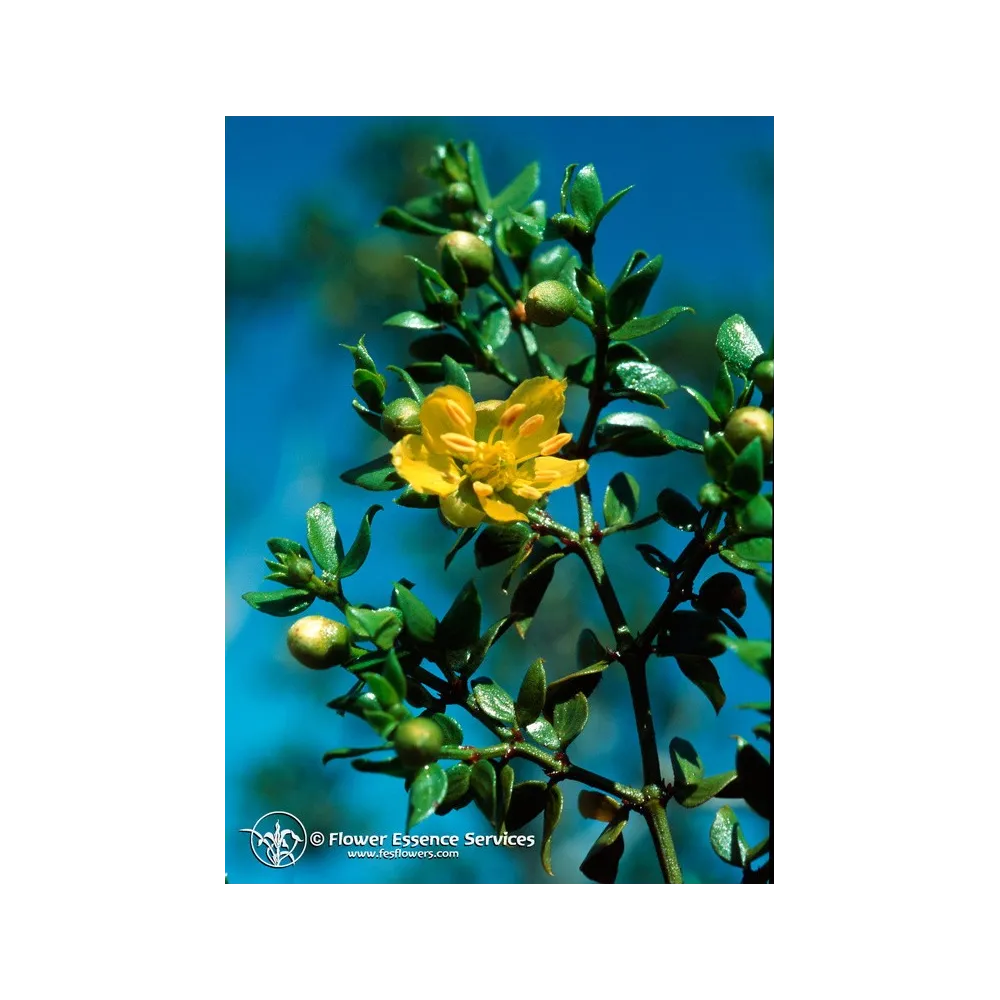 Single Californian Essence FES – Chaparral