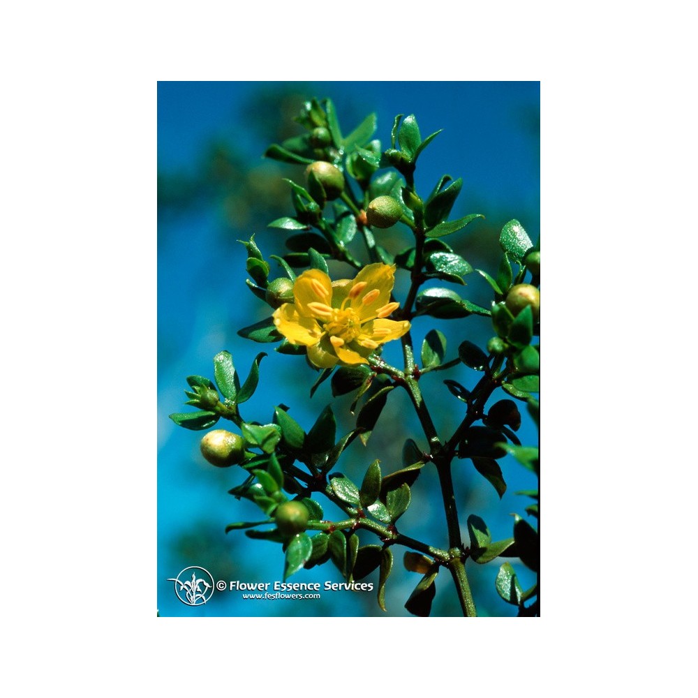 Essenza Singola Californiana FES - Chaparral (Larrea tridentata) 7,4 ml