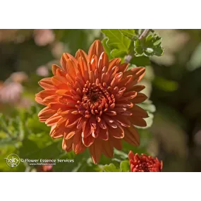 Essence unique...