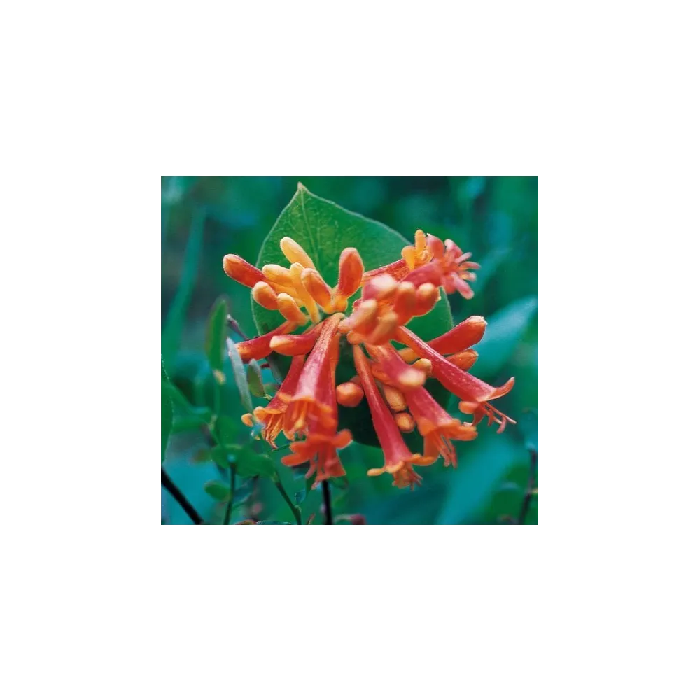 Orange Honeysuckle 7.4ml