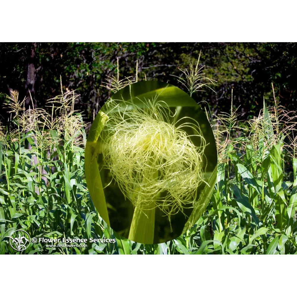 Esencia única californiana FES - Maíz (Zea mays) 7,4 ml
