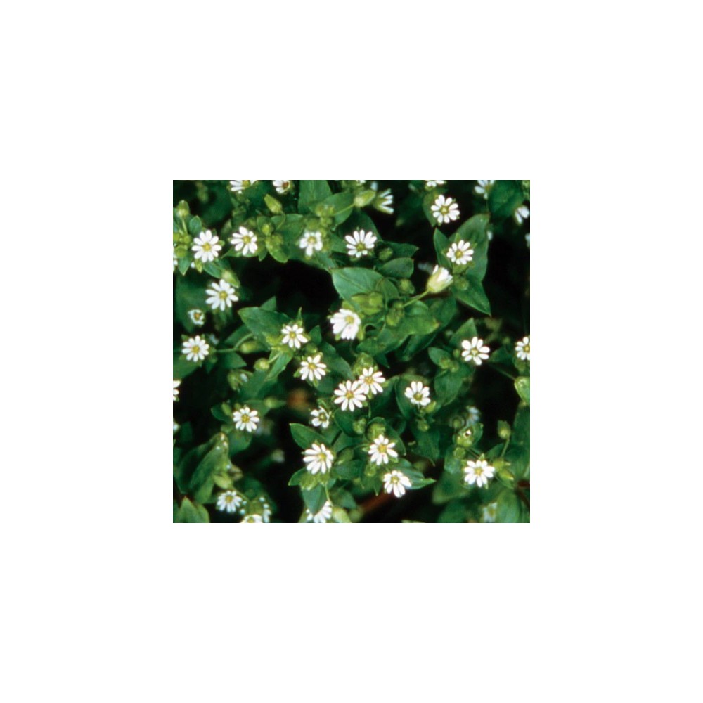 Pacific Single Essence - Chickweed 7,4 ml