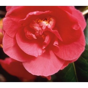 Pacific Single Essence - Camellia 7,4 ml