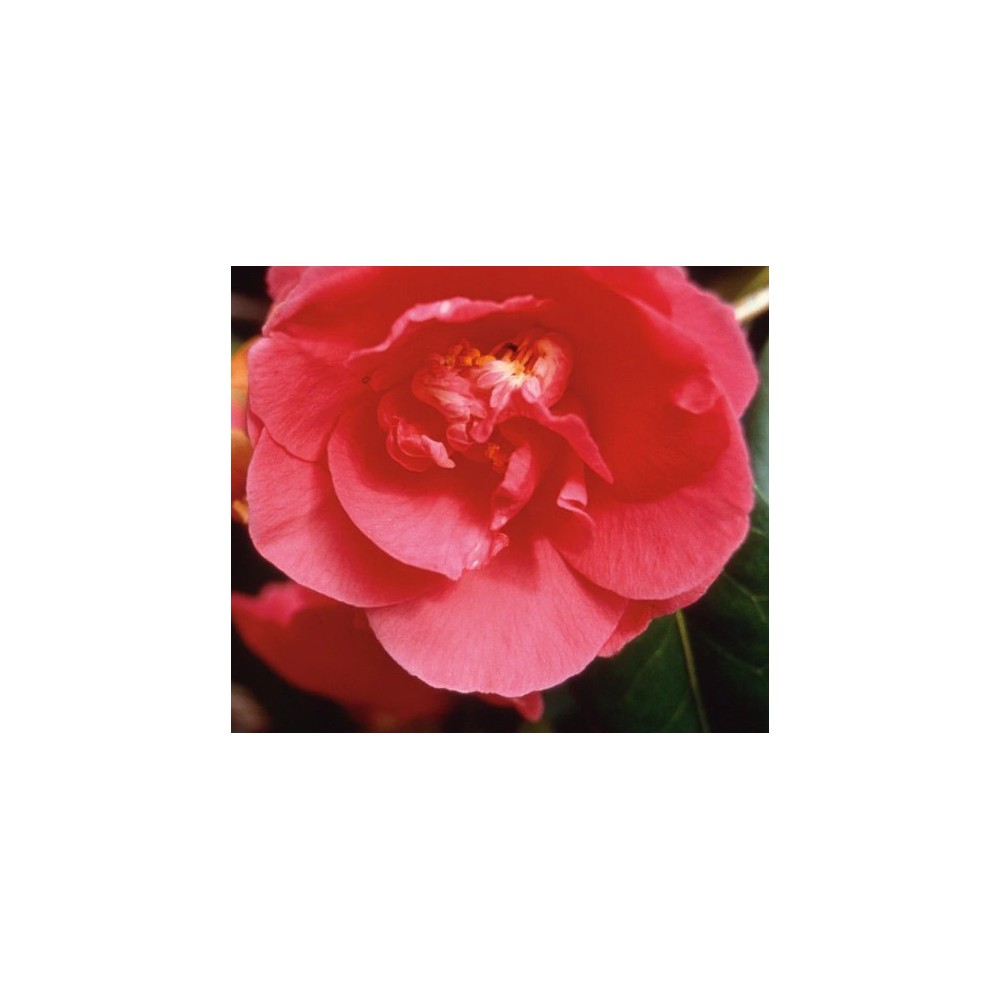 Essenza Singola del Pacifico - Camellia 7,4 ml