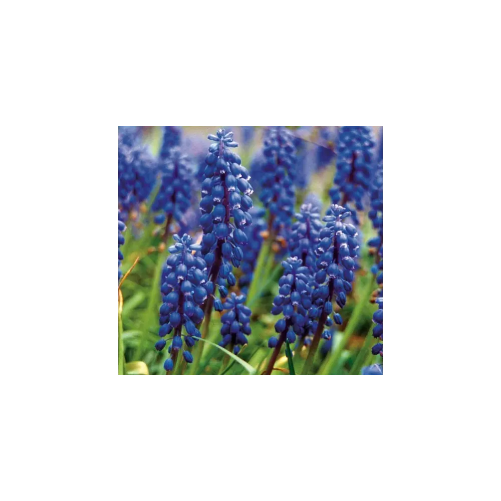 Essence simple Pacific - Jacinthe des bois 7,4 ml
