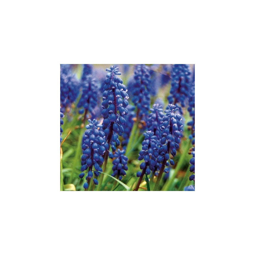 Pacific Single Essence - Grape Hyacinth 7,4 ml