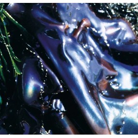 Essenza Singola del Pacifico - Rainbow Kelp 7,4 ml