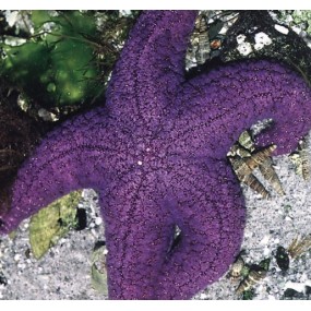 Essenza Singola del Pacifico - Starfish 7,4 ml