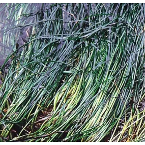 Esencia única del Pacífico...