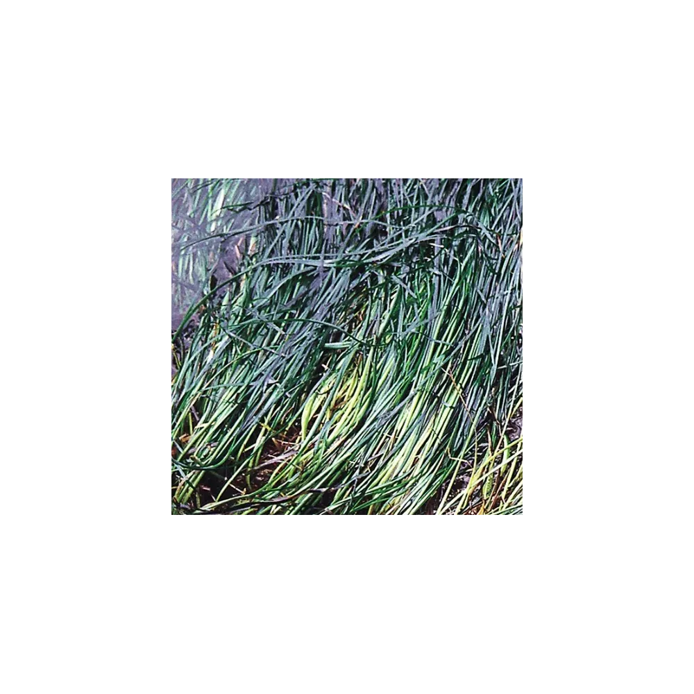 Esencia única del Pacífico - Hierba surfera 7,4 ml