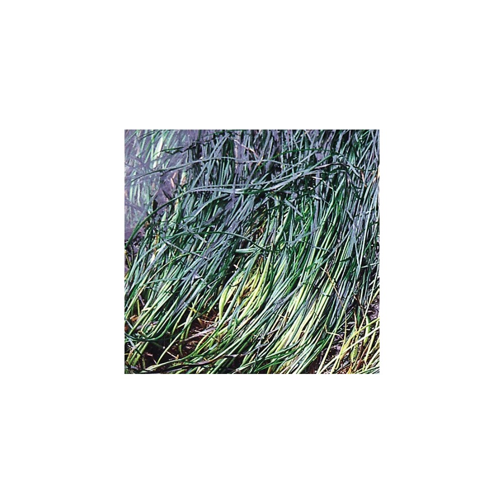 Essenza Singola del Pacifico - Surfgrass 7,4 ml