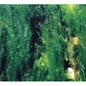 Essenza Singola del Pacifico - Sea Lettuce 7,4 ml