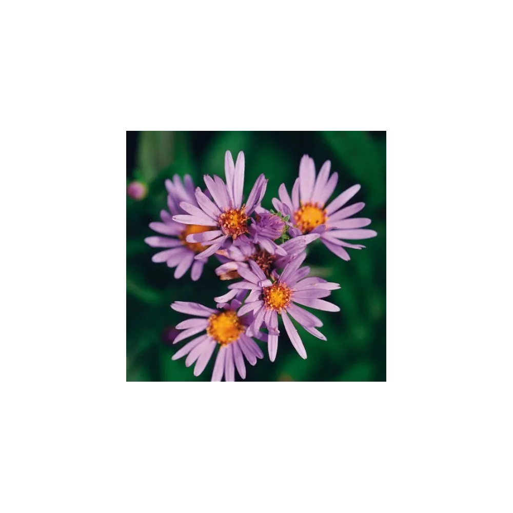 Essenza Singola del Pacifico - Douglas Aster 7,4 ml