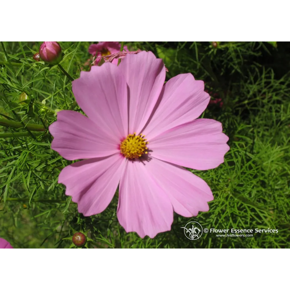Esencia Californiana Única FES – Cosmos