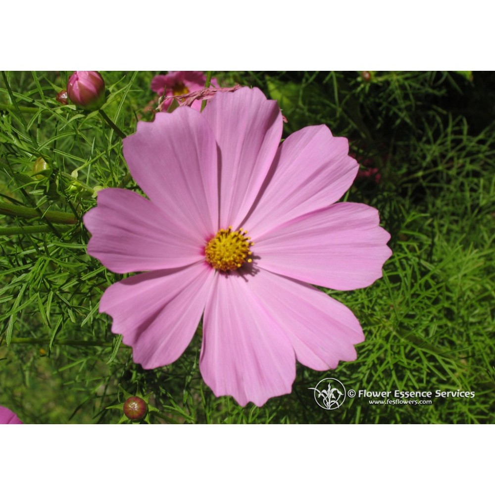 Essenza Singola Californiana FES - Cosmos (Cosmos bipinnatus) 7,4 ml