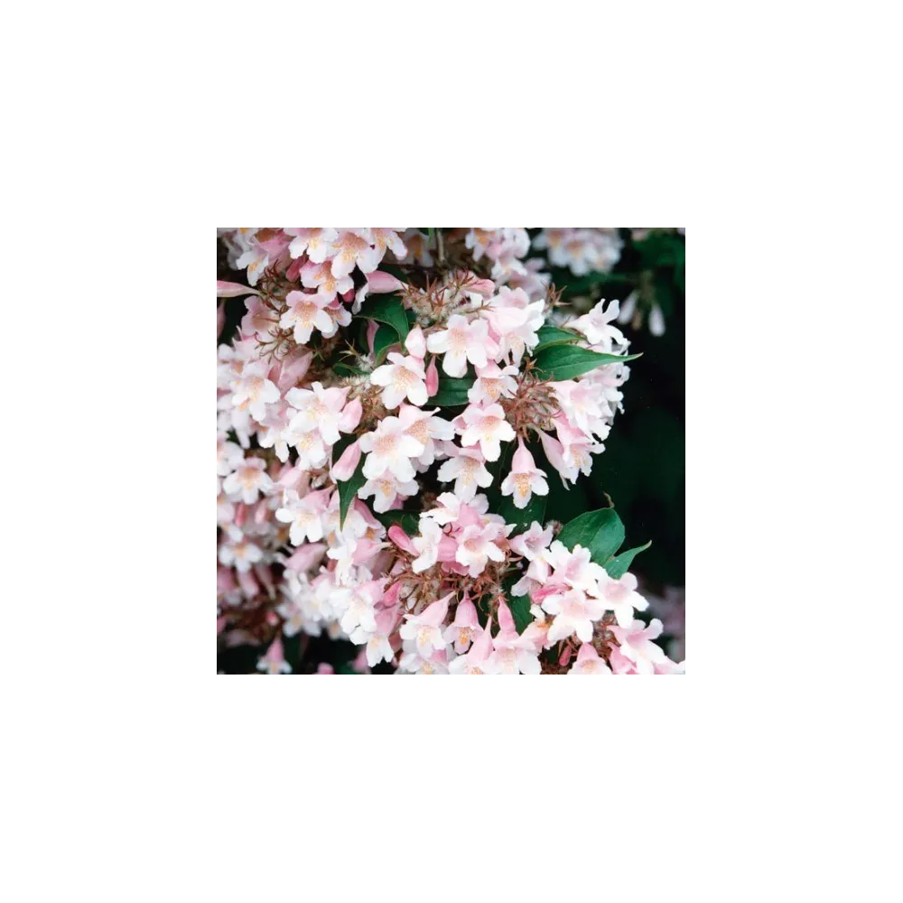 Essenza Singola del Pacifico - Weigela 7,4 ml