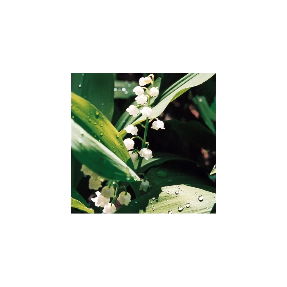 Essenza Singola del Pacifico - Lily of the Valley 7,4 ml