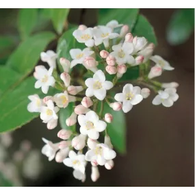 Pacific Single Essence -...