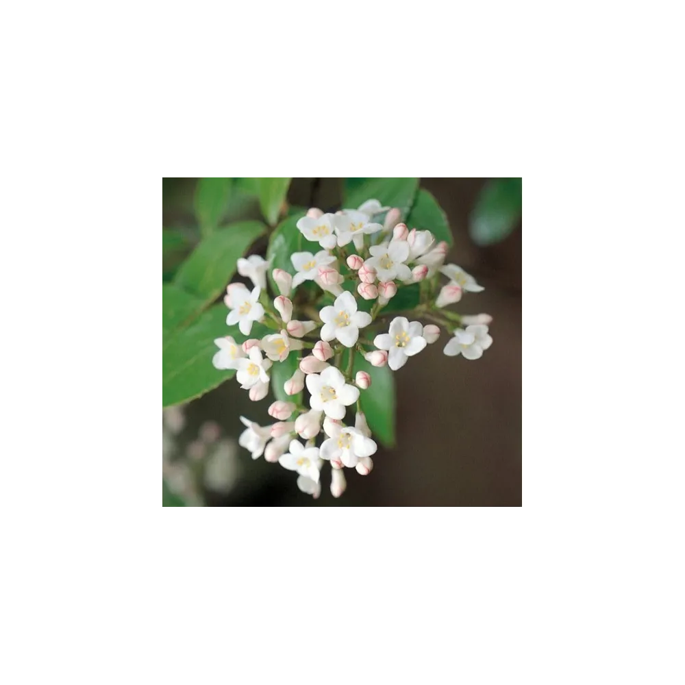 Essenza Singola del Pacifico - Viburnum 7,4 ml