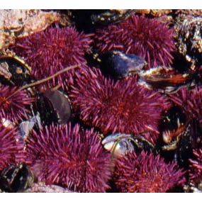 Essence Unique du Pacifique...