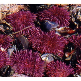 Essenza Singola del Pacifico - Urchin 7,4 ml