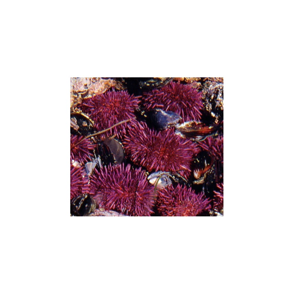 Pacific Single Essence - Oursin 7,4 ml