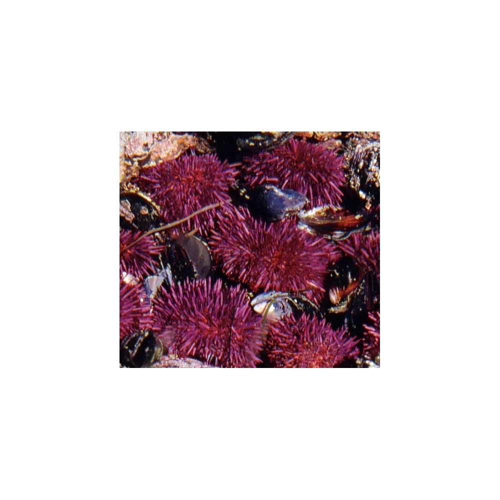 Pacific Single Essence - Oursin 7,4 ml