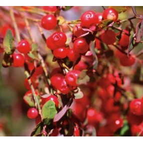 Essenza Singola del Pacifico - Red Huckleberry 7,4 ml