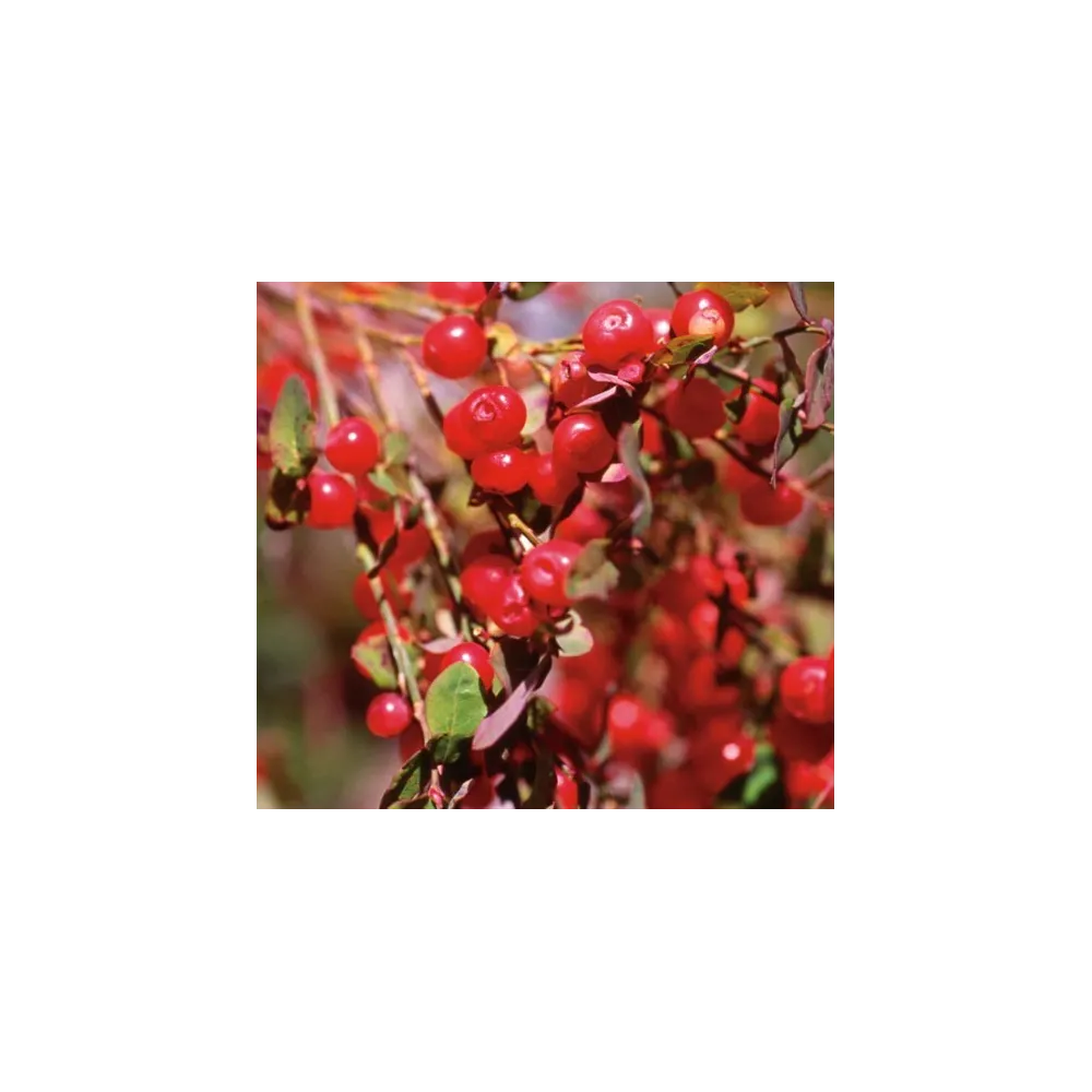 Pacific Single Essence - Airelle rouge 7,4 ml