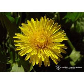 Essenza Singola Californiana FES - Dandelion (Taraxacum officinale) 7,4 ml